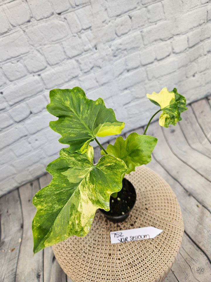 Philodendron Variegated Selloum (4in)-752