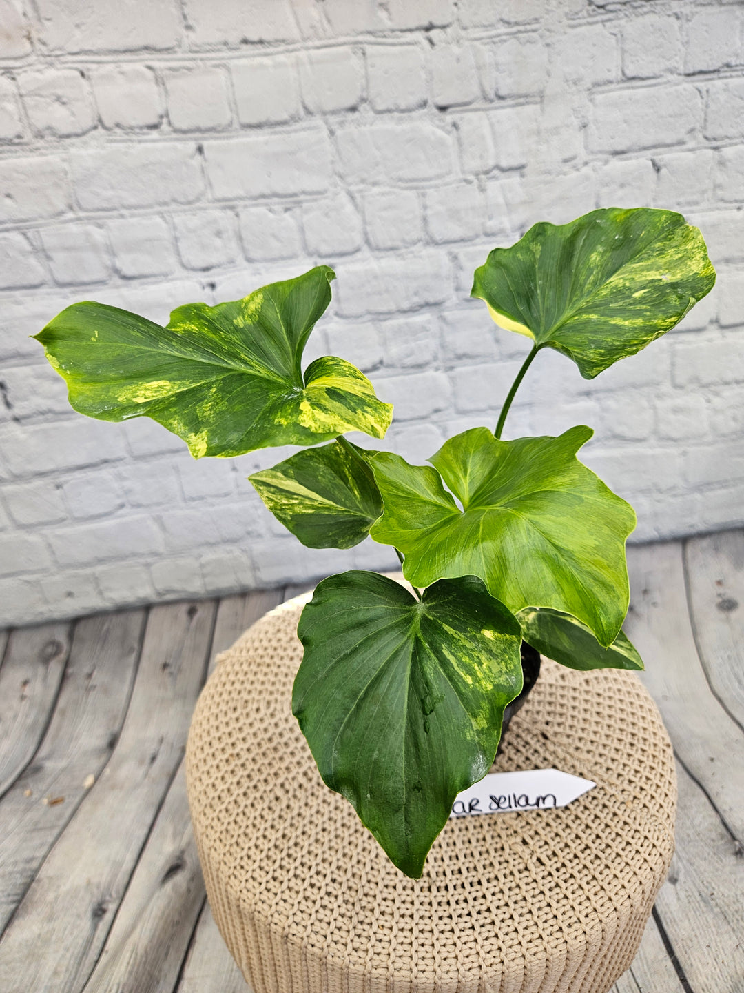 Philodendron Variegated Selloum (4in)-753