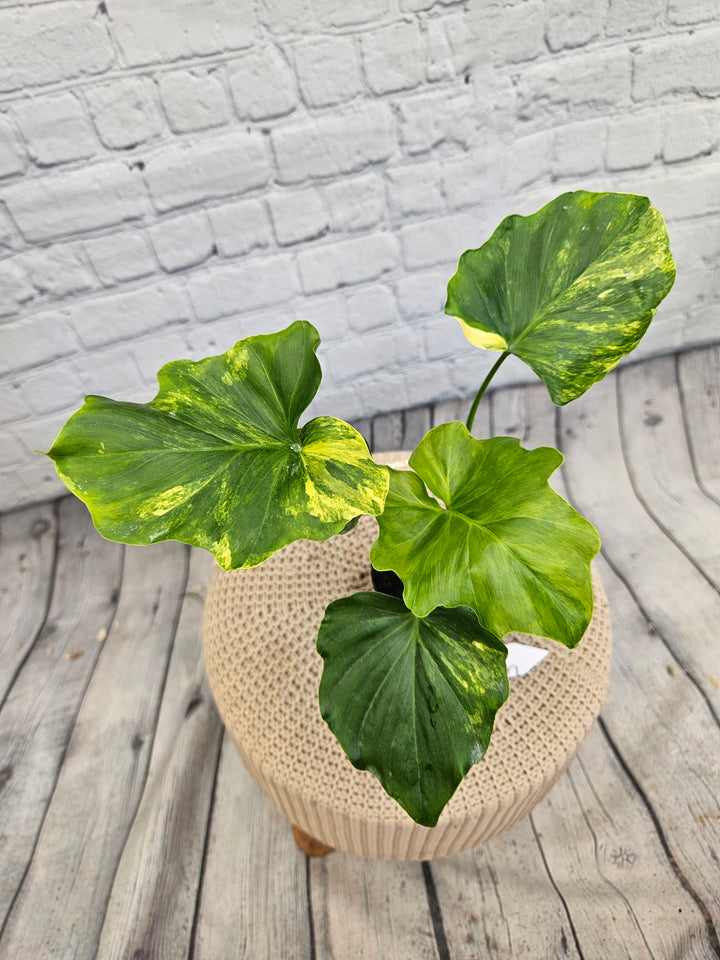 Philodendron Variegated Selloum (4in)-753
