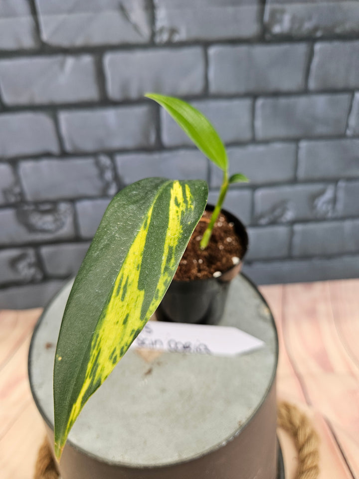 Scindapsus Coriaceus (3in)-755