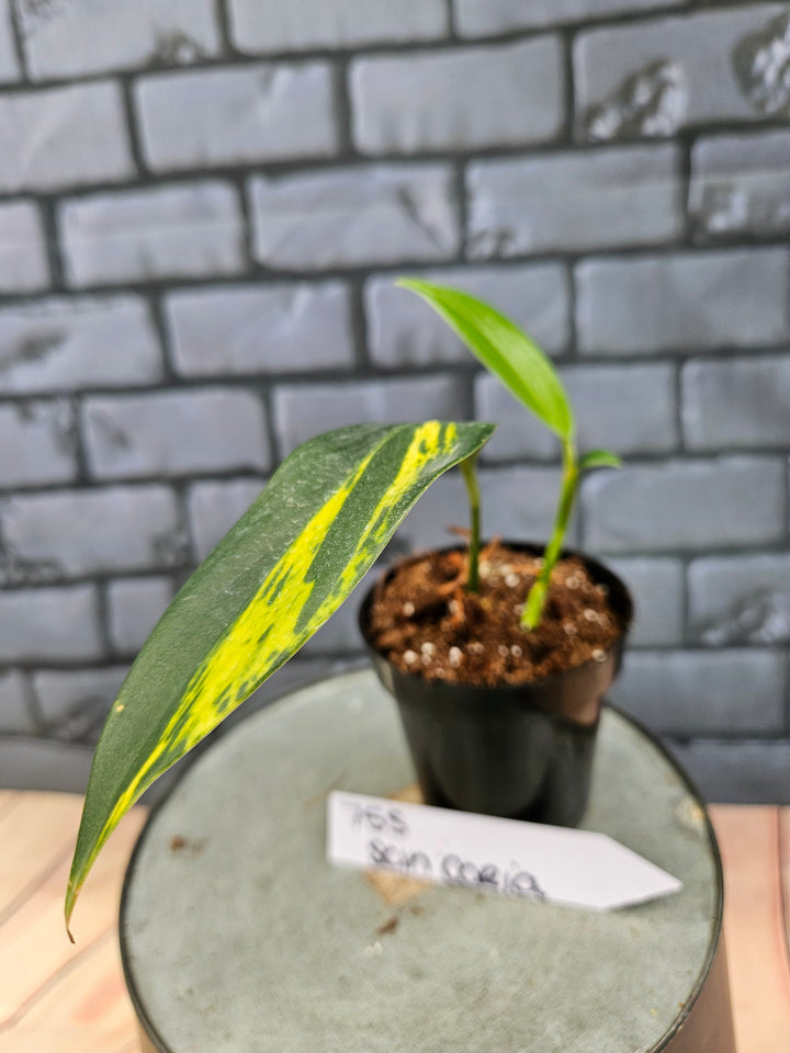 Scindapsus Coriaceus (3in)-755