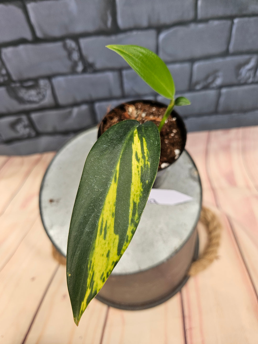 Scindapsus Coriaceus (3in)-755