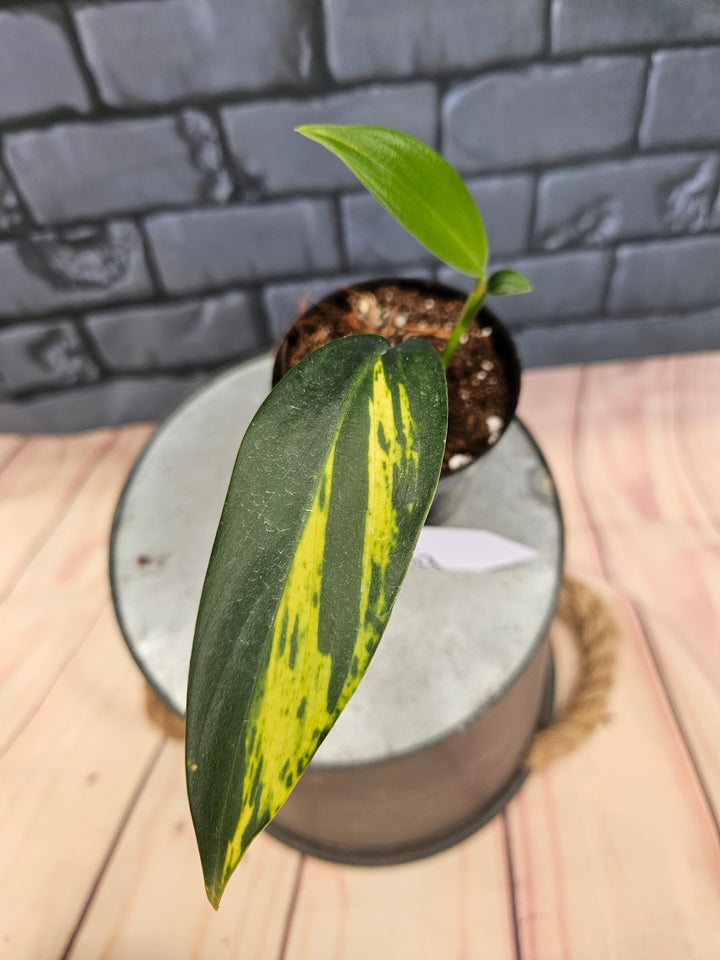 Scindapsus Coriaceus (3in)-755