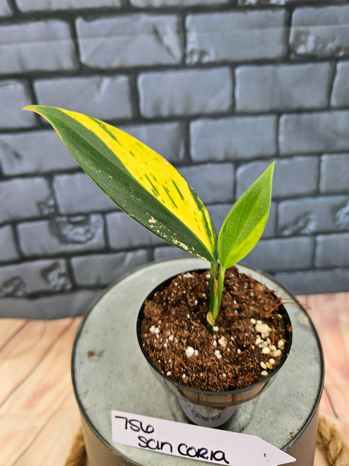 Scindapsus Coriaceus (3in)-756