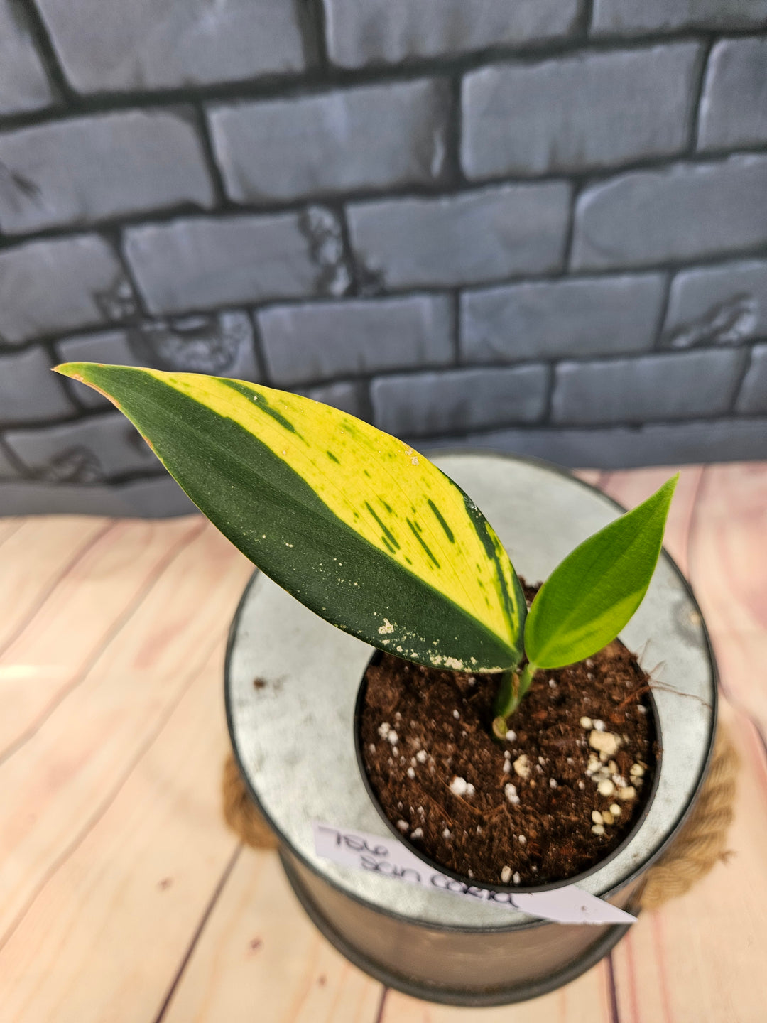 Scindapsus Coriaceus (3in)-756