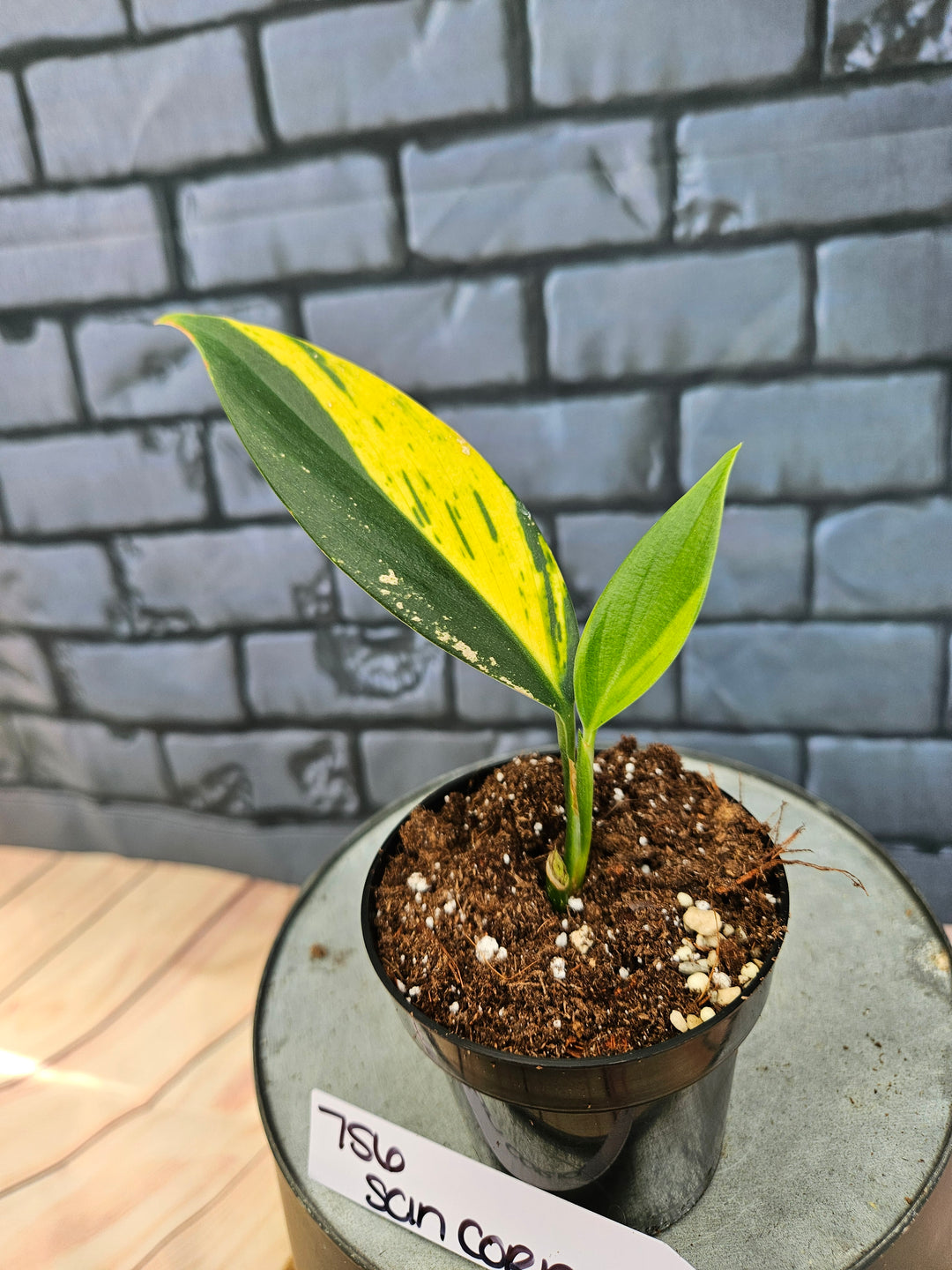 Scindapsus Coriaceus (3in)-756