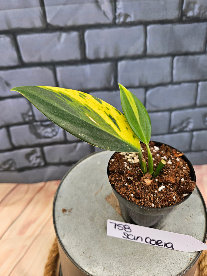 Scindapsus Coriaceus (3in)-758