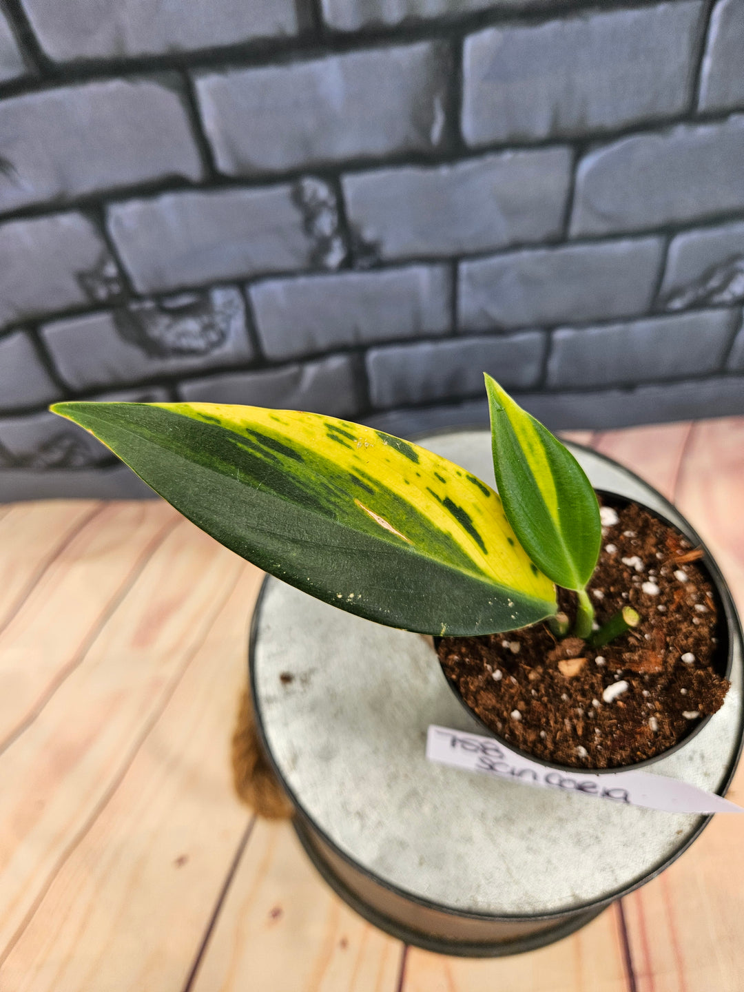 Scindapsus Coriaceus (3in)-758
