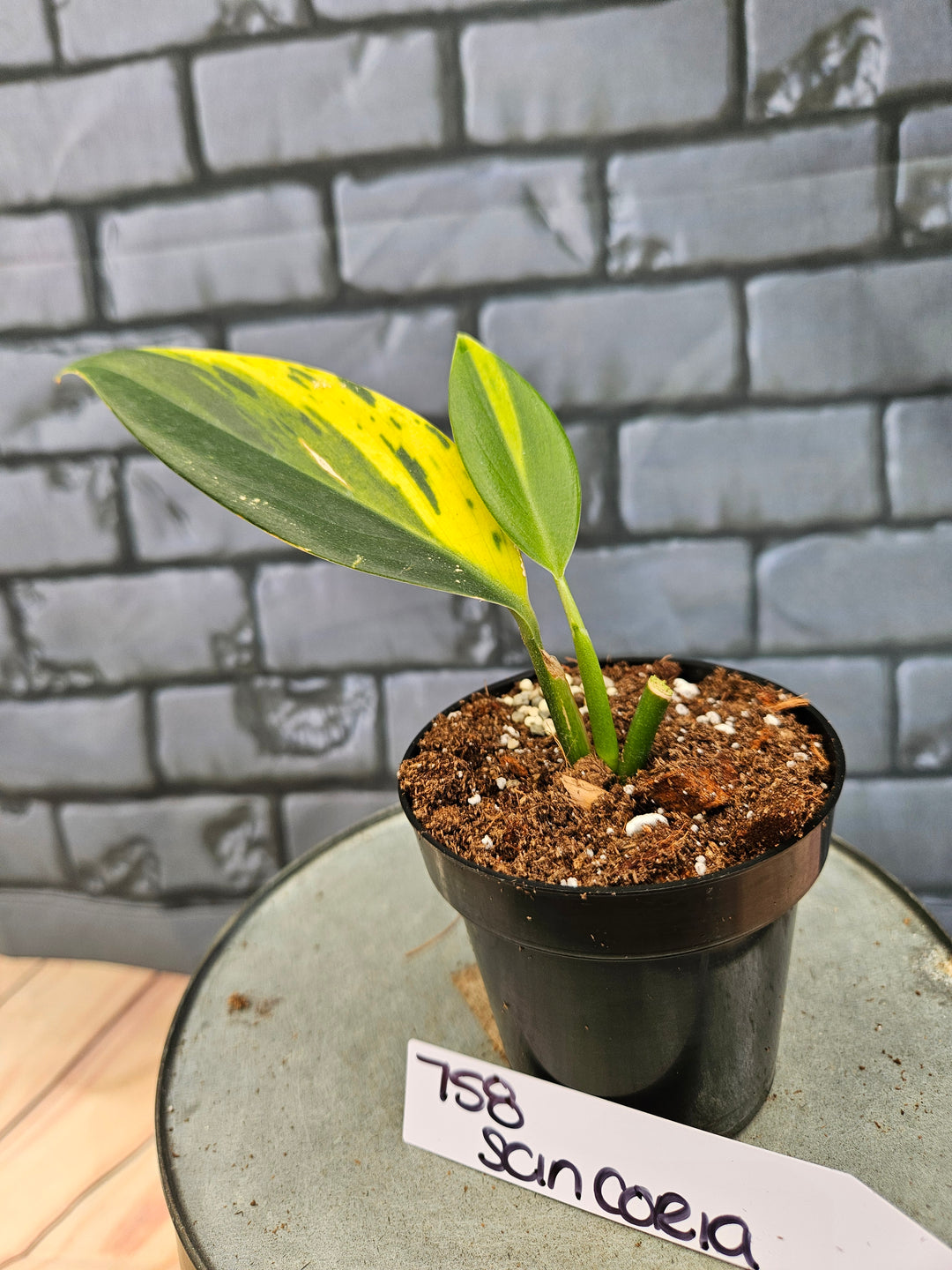 Scindapsus Coriaceus (3in)-758