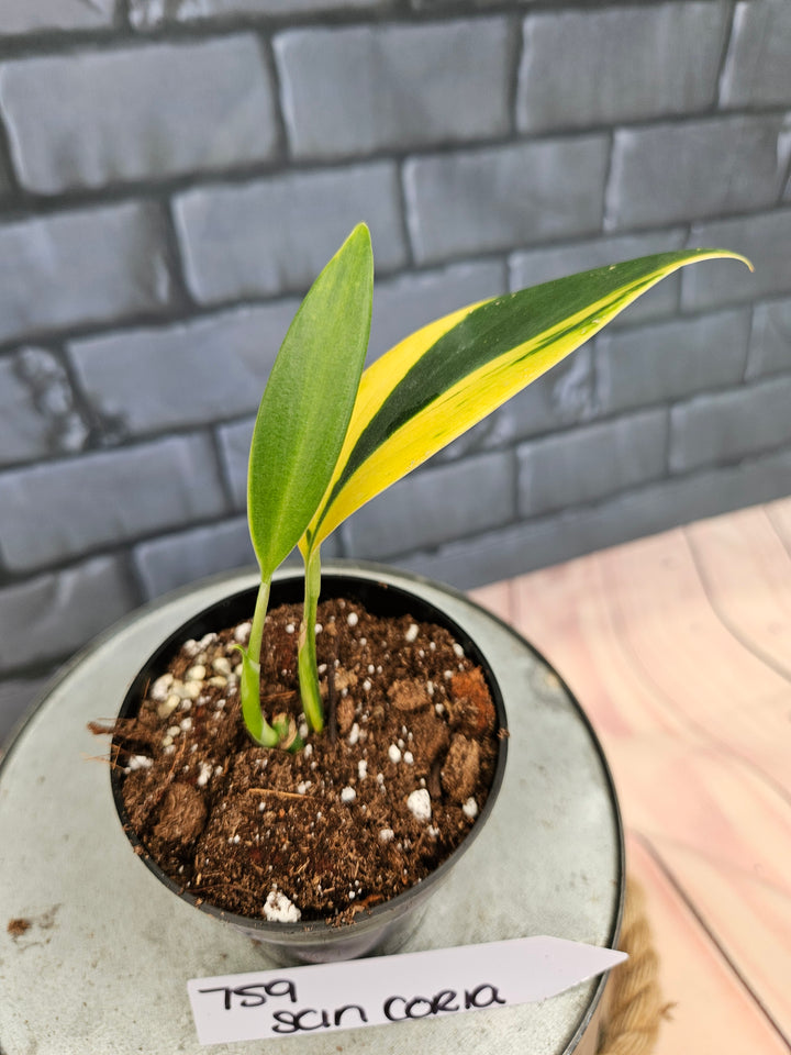 Scindapsus Coriaceus (3in)-759