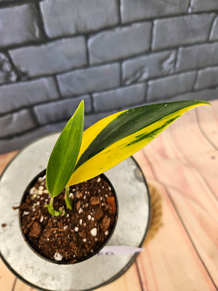 Scindapsus Coriaceus (3in)-759