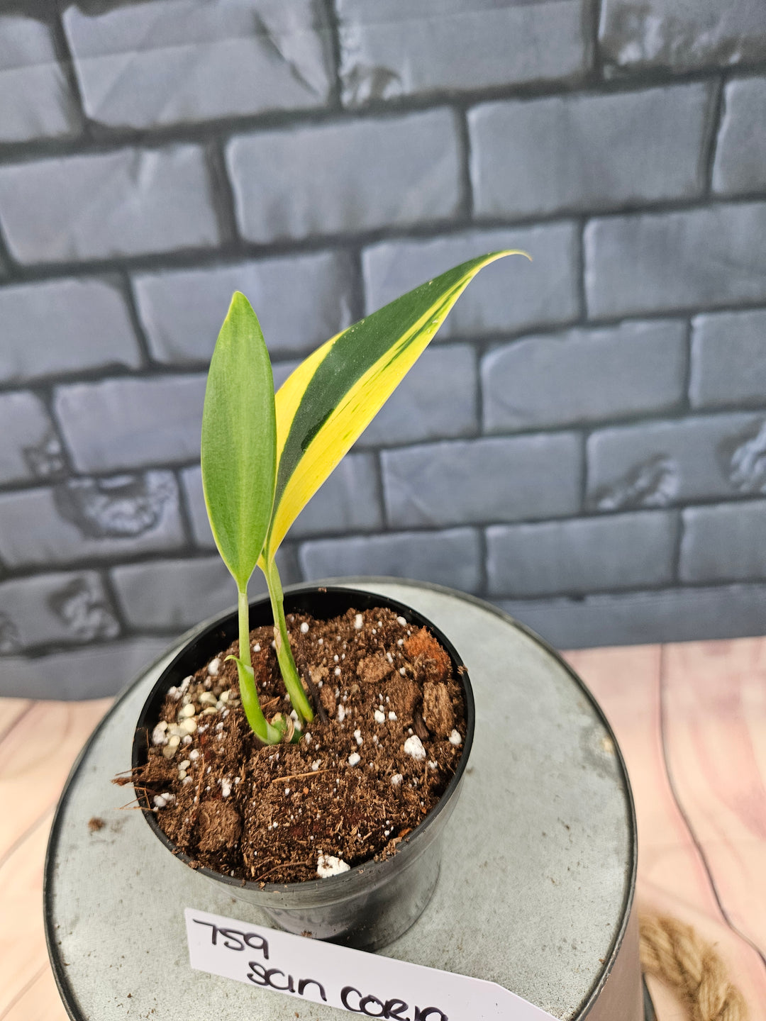Scindapsus Coriaceus (3in)-759