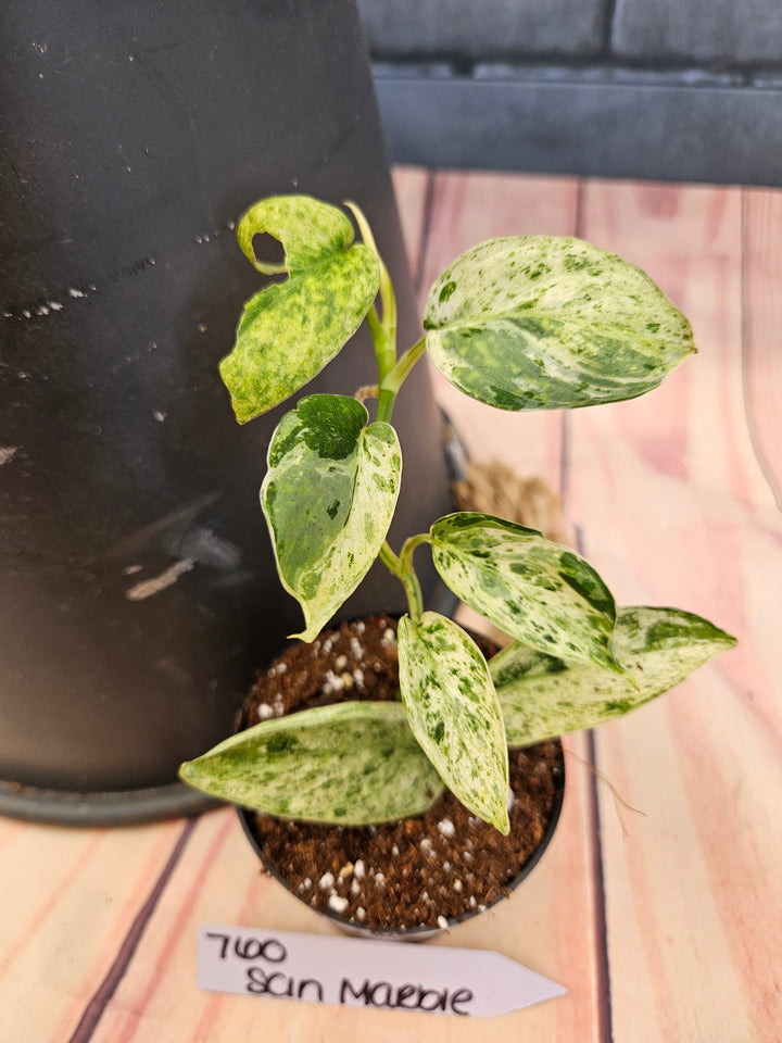 Scindapsus Jade Satin Marble (3in)-760