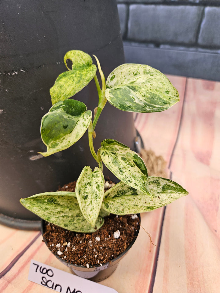 Scindapsus Jade Satin Marble (3in)-760