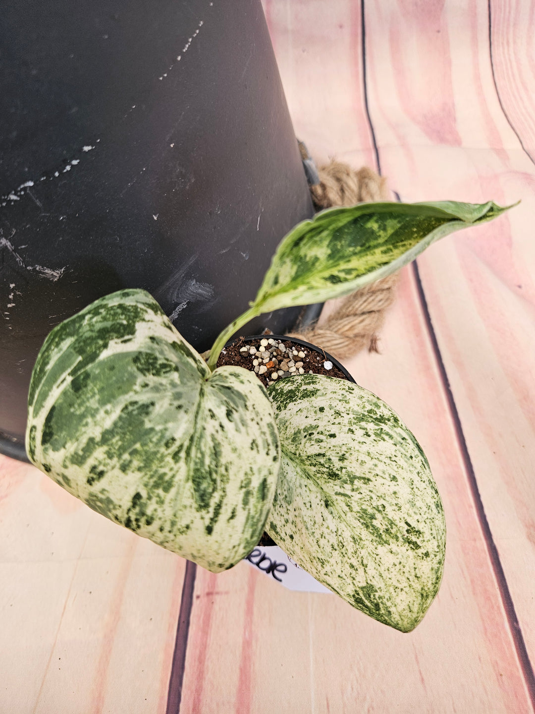 Scindapsus Jade Satin Marble (3in)-761