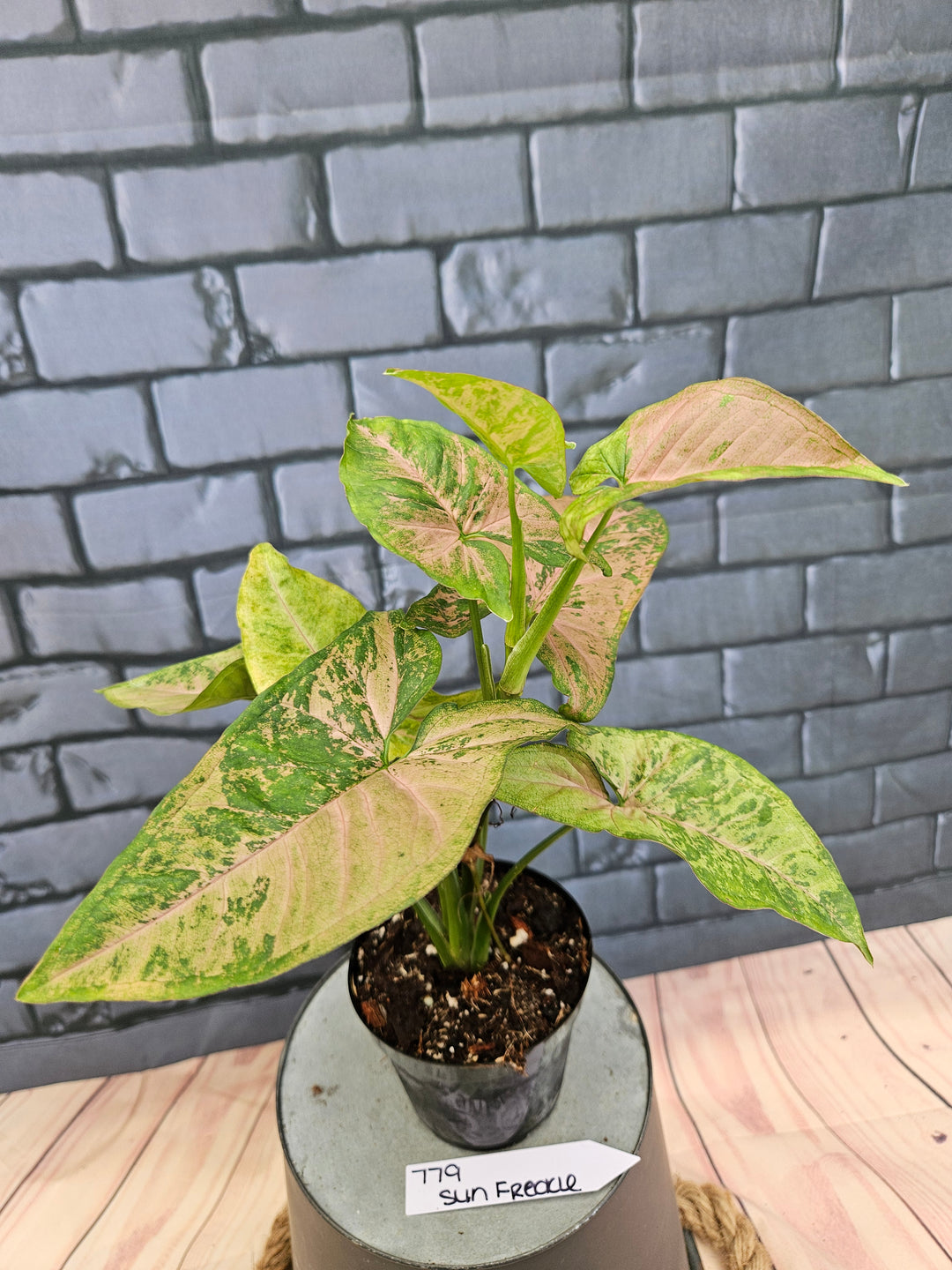 Syngonium Pink Freckle (3in)-779