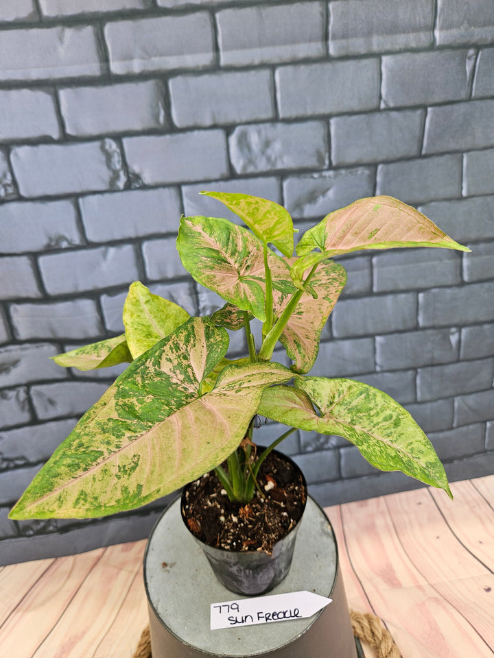 Syngonium Pink Freckle (3in)-779