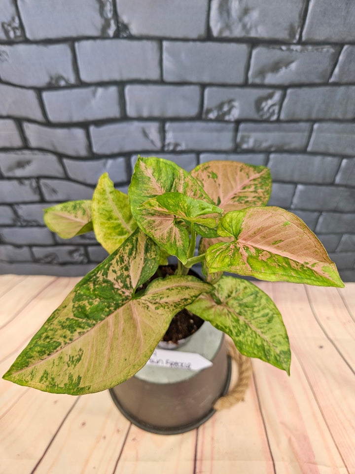 Syngonium Pink Freckle (3in)-779