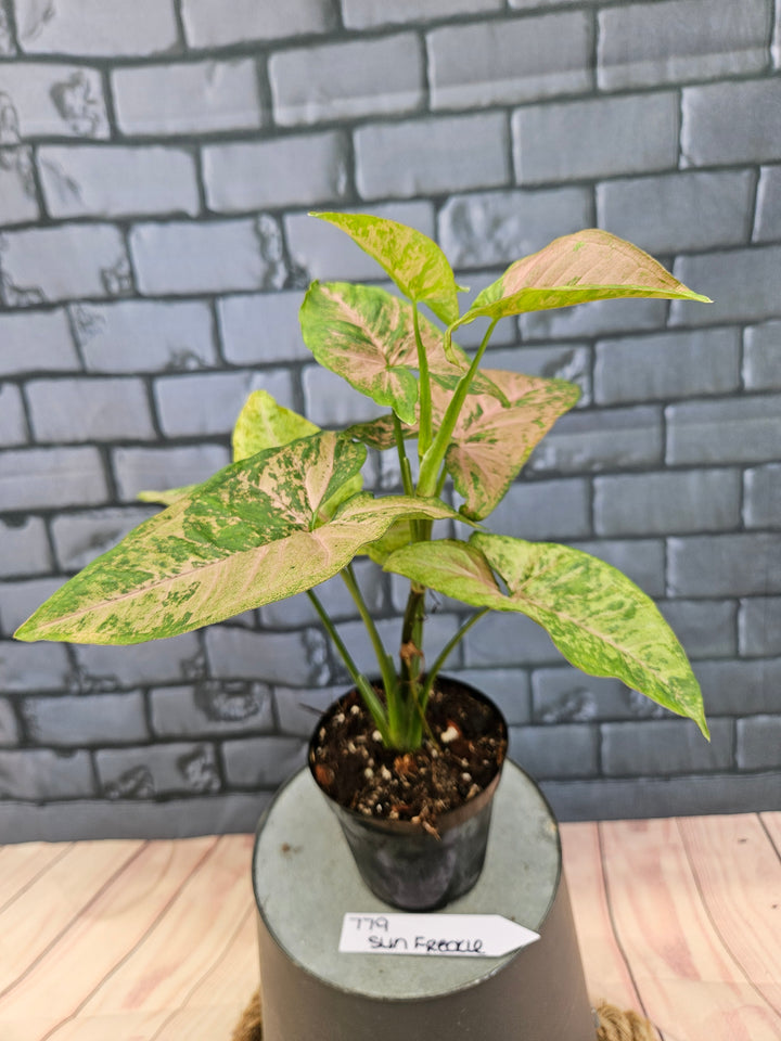 Syngonium Pink Freckle (3in)-779