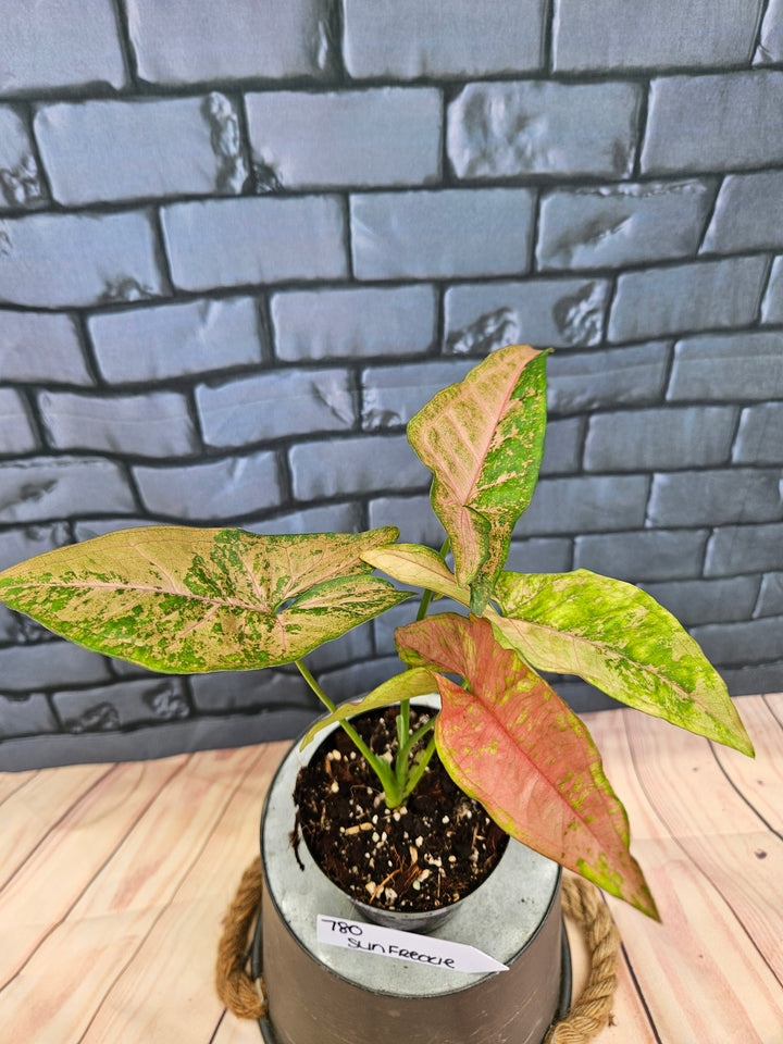 Syngonium Pink Freckle (3in)-780