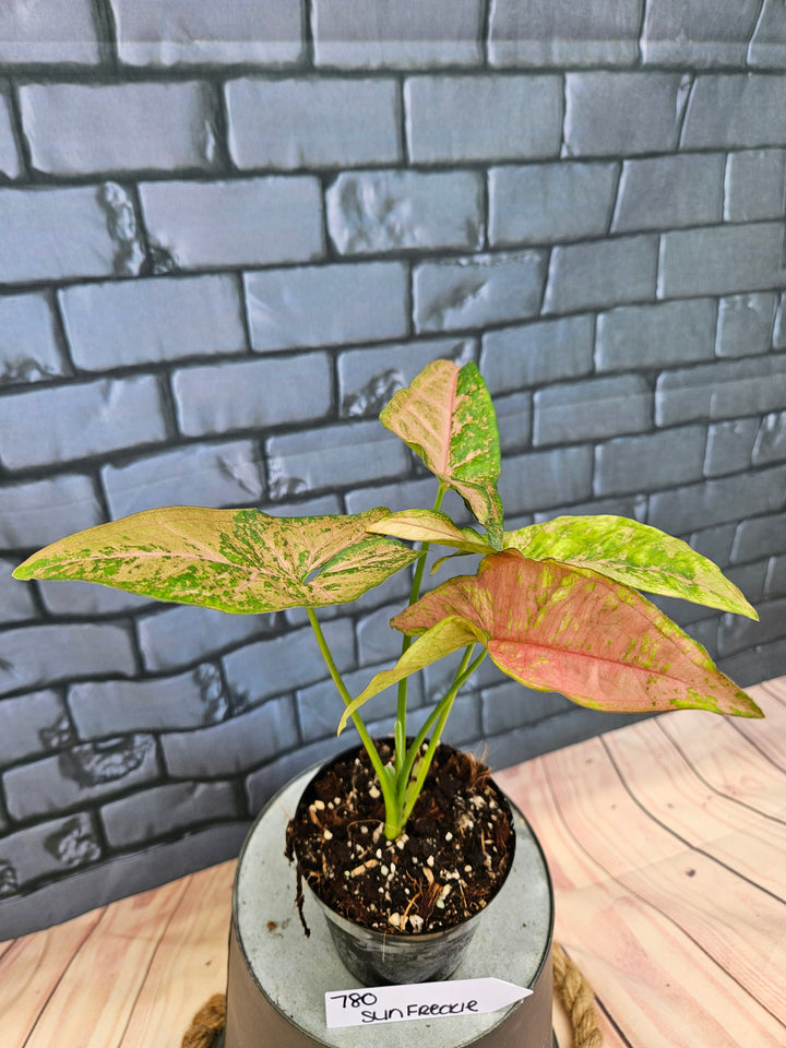 Syngonium Pink Freckle (3in)-780