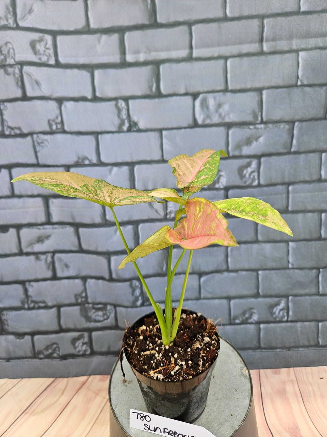 Syngonium Pink Freckle (3in)-780
