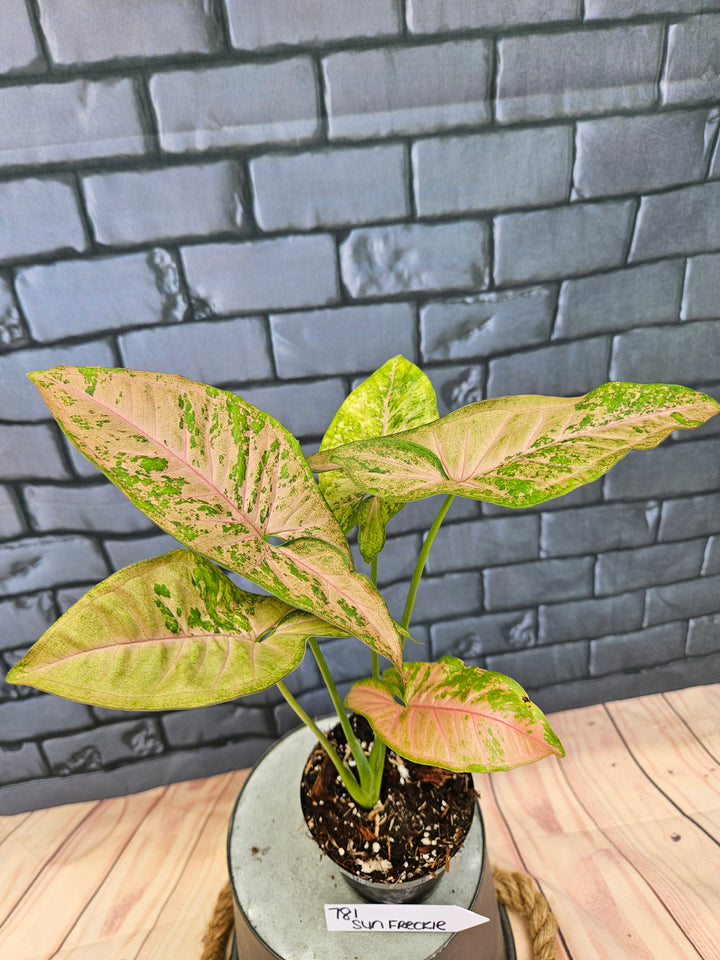 Syngonium Pink Freckle (3in)-781
