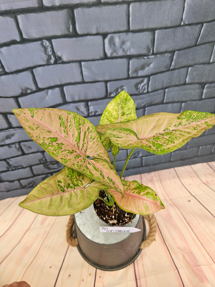 Syngonium Pink Freckle (3in)-781