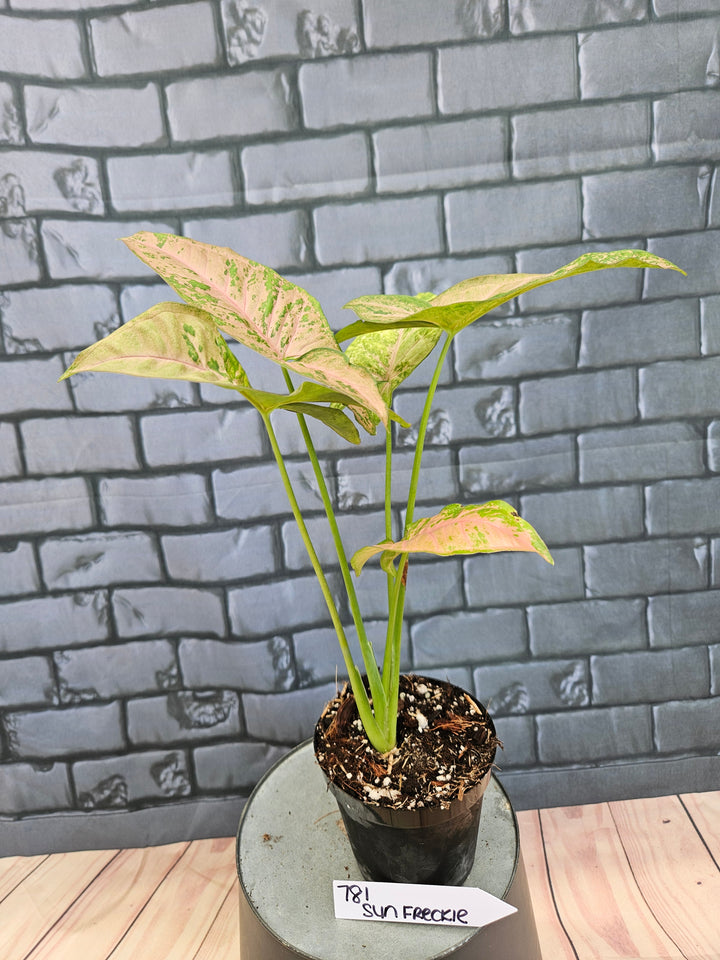 Syngonium Pink Freckle (3in)-781