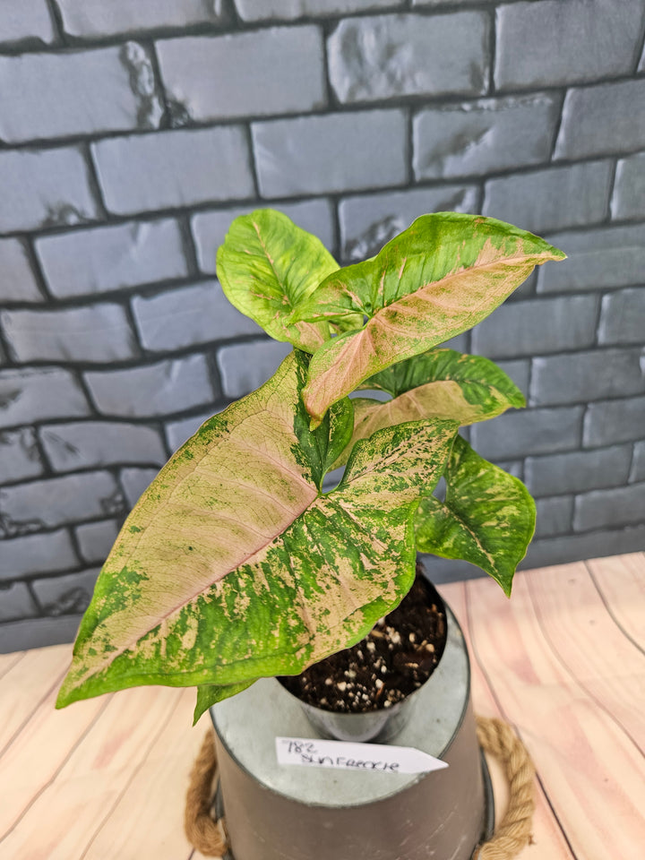 Syngonium Pink Freckle (3in)-782