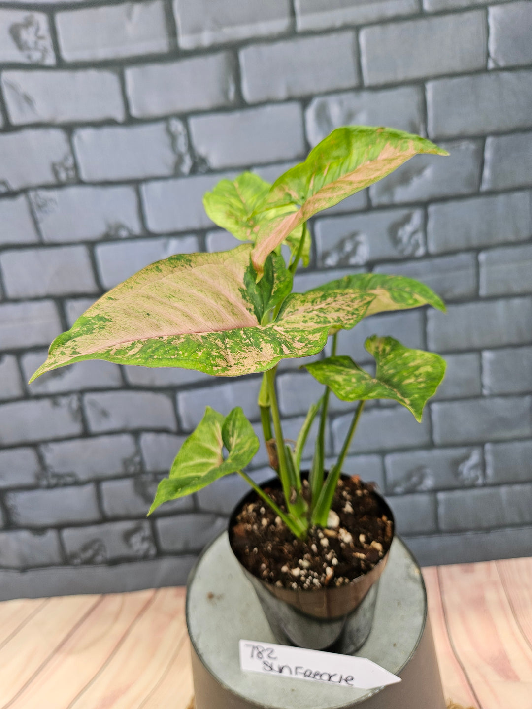 Syngonium Pink Freckle (3in)-782