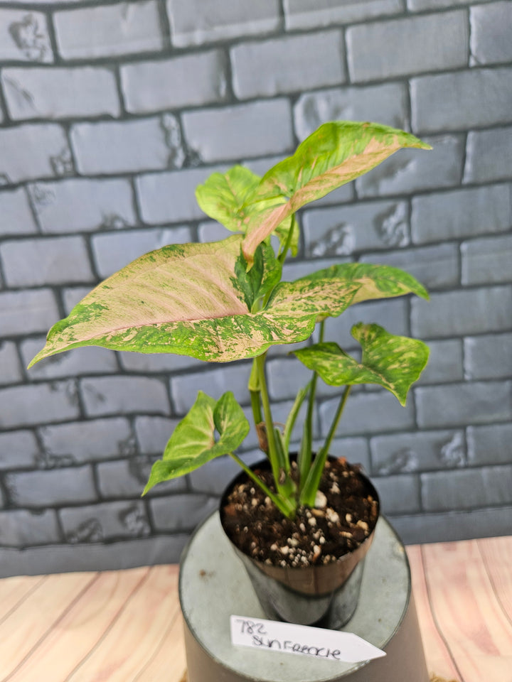 Syngonium Pink Freckle (3in)-782