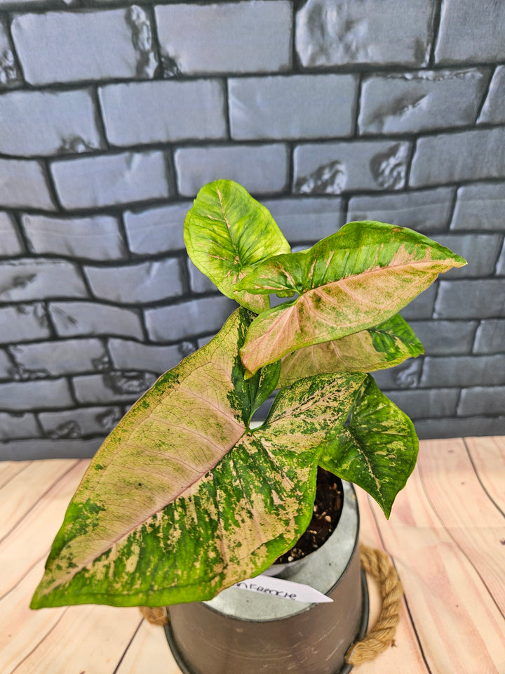 Syngonium Pink Freckle (3in)-782