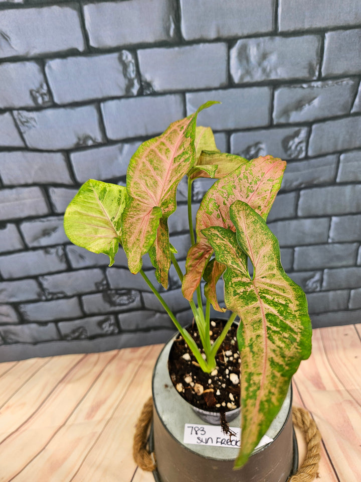 Syngonium Pink Freckle (3in)-783