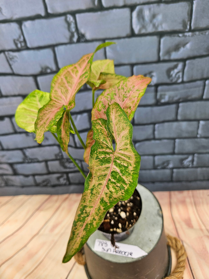 Syngonium Pink Freckle (3in)-783