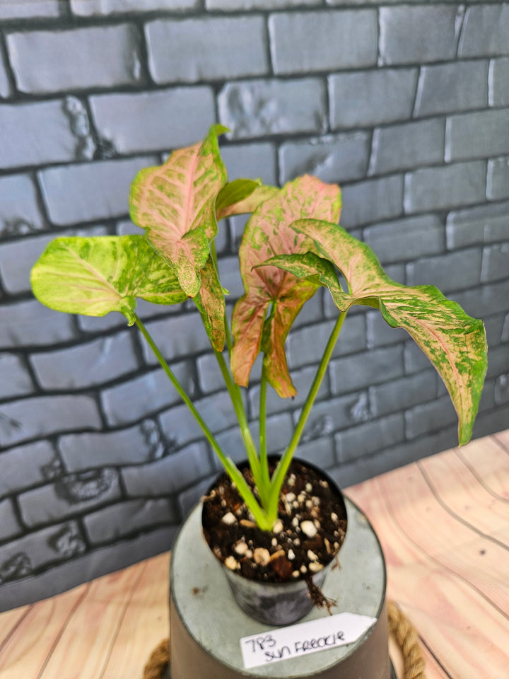 Syngonium Pink Freckle (3in)-783