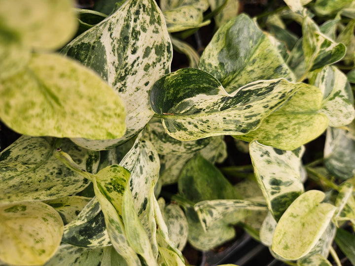 Scindapsus Jade Satin Marble (3in)-Growers Choice