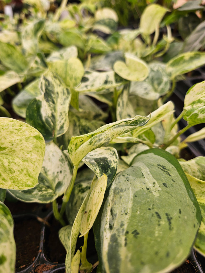 Scindapsus Jade Satin Marble (3in)-Growers Choice