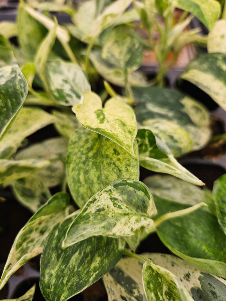 Scindapsus Jade Satin Marble (3in)-Growers Choice
