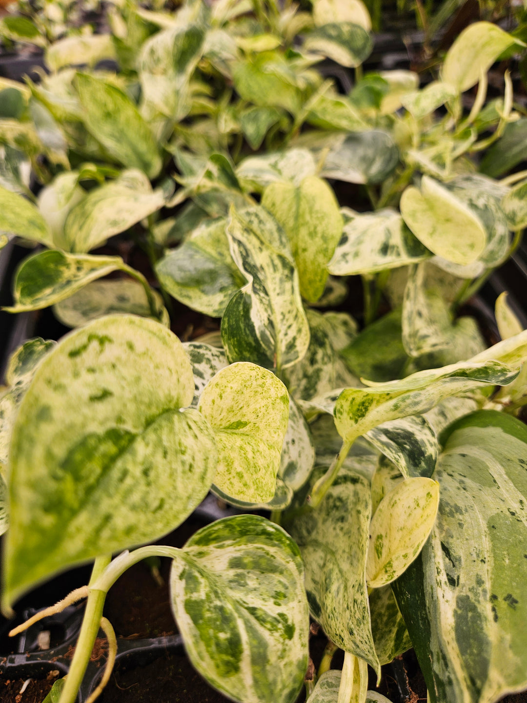 Scindapsus Jade Satin Marble (3in)-Growers Choice