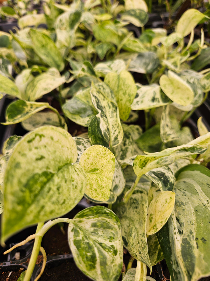 Scindapsus Jade Satin Marble (3in)-Growers Choice