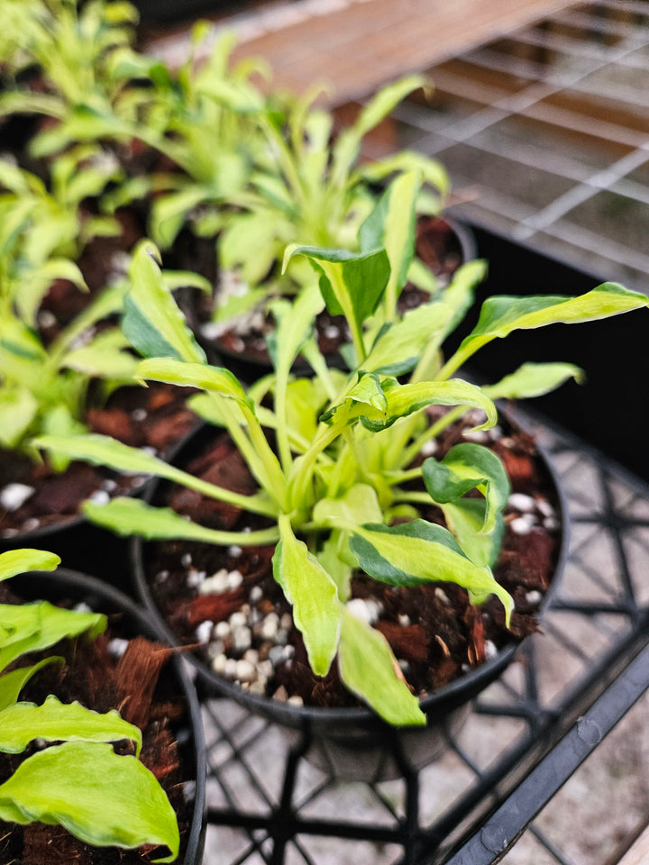 Philodendron Variegated Xanadu (3in)-Growers Choice