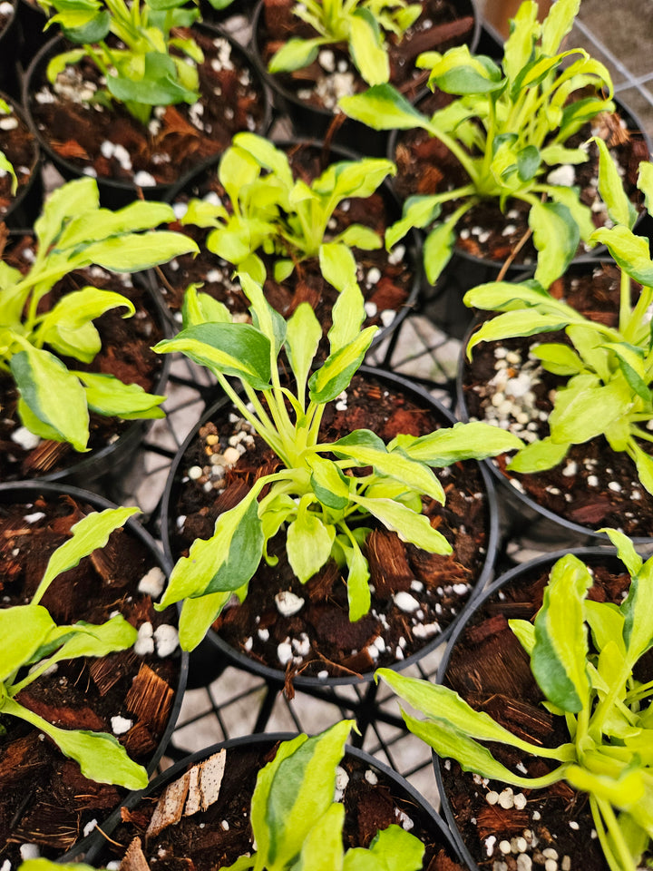 Philodendron Variegated Xanadu (3in)-Growers Choice