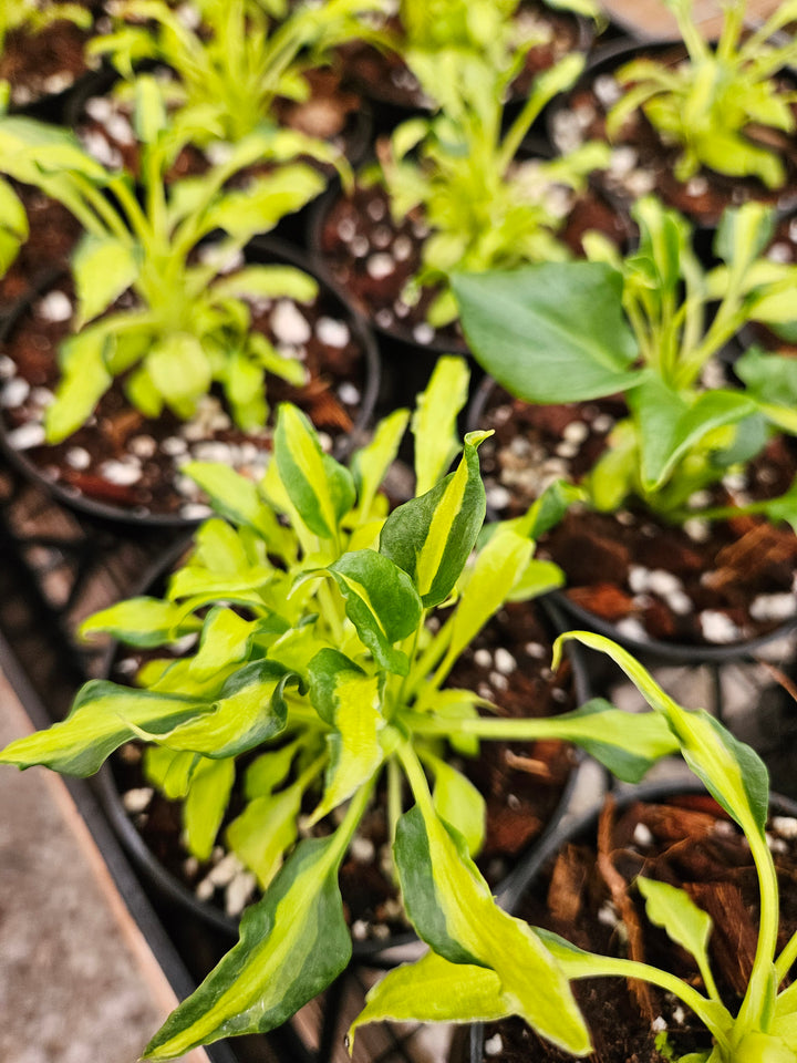 Philodendron Variegated Xanadu (3in)-Growers Choice