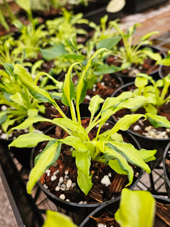 Philodendron Variegated Xanadu (3in)-Growers Choice