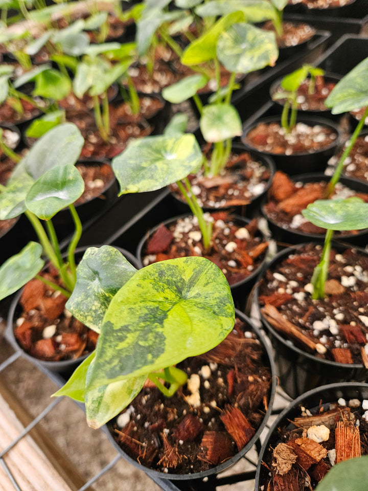 Alocasia Variegated Sinuata (3in)-Growers Choice