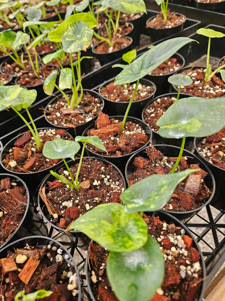 Alocasia Variegated Sinuata (3in)-Growers Choice