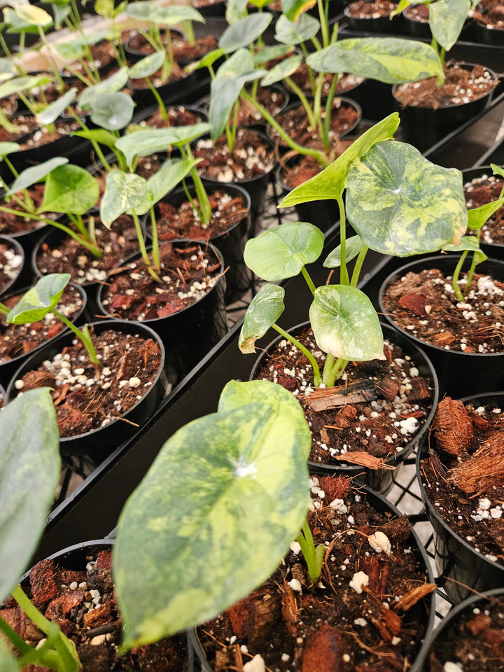 Alocasia Variegated Sinuata (3in)-Growers Choice