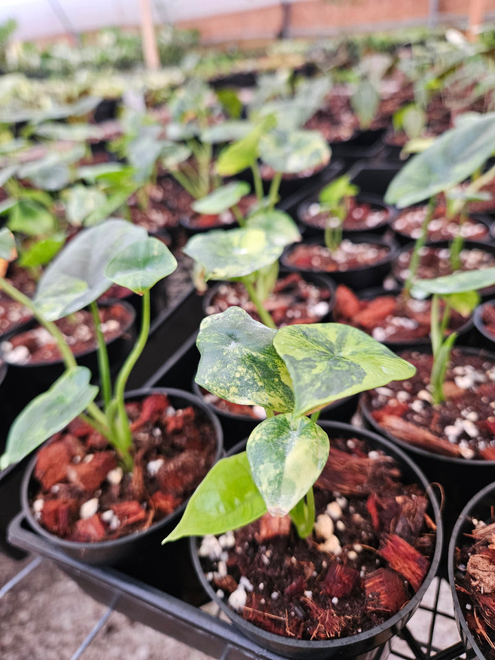 Alocasia Variegated Sinuata (3in)-Growers Choice