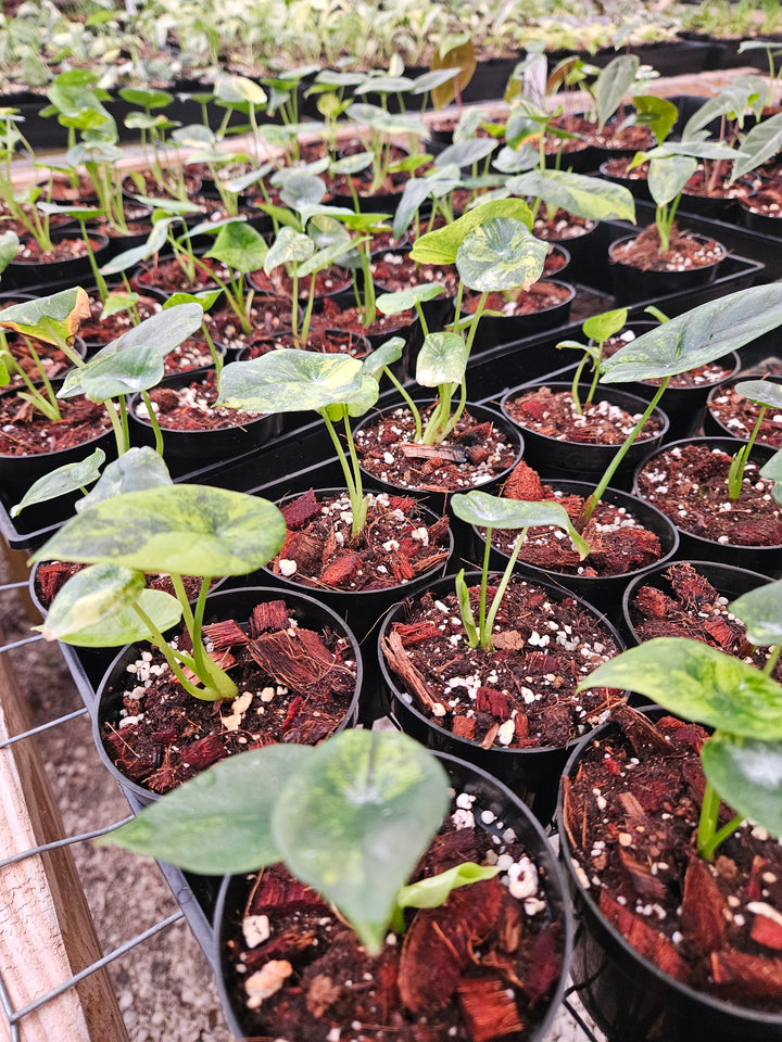 Alocasia Variegated Sinuata (3in)-Growers Choice